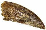 Serrated, Raptor Tooth - Real Dinosaur Tooth #208273-1